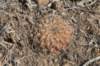sulcorebutiaverticillacanthavartaratensis2_small.jpg