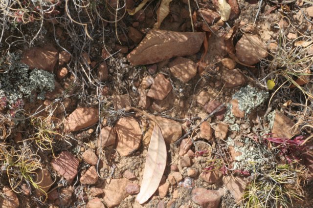sulcorebutiaverticillacanthavartaratensis3cmrightofcentreleaf.jpg