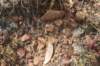 sulcorebutiaverticillacanthavartaratensis3cmrightofcentreleaf_small.jpg