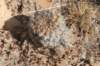 sulcorebutiaverticillacanthavartaratensis_small.jpg