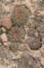 sulcorebutiamarkusii2_small.jpg