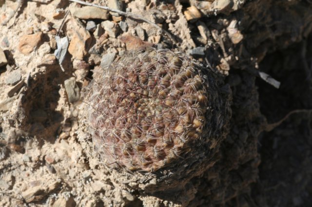 sulcorebutiatiraquensisvartotorensis3.jpg