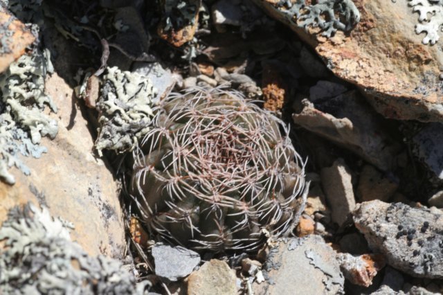 sulcorebutiakamiensis.jpg