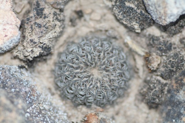 sulcorebutiamizquensis.jpg