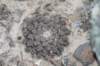 sulcorebutiamizquensis2_small.jpg