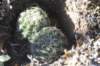 sulcorebutiamizquensis5_small.jpg