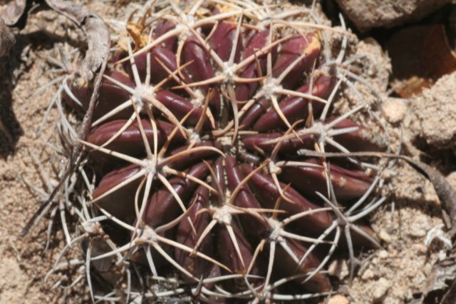 lobiviacalorubra.jpg