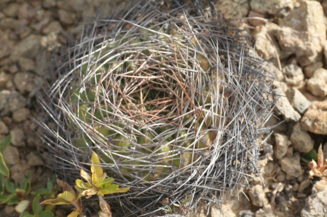 lobiviaacanthoplegma2.jpg