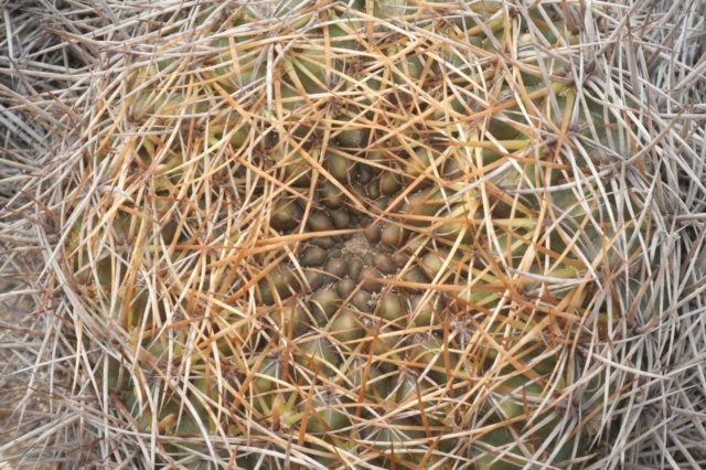 sulcorebutiasantiaginiensis.jpg
