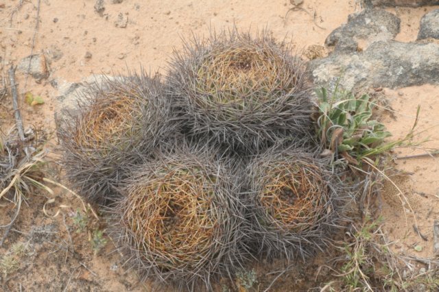 sulcorebutiasantiaginiensis2.jpg
