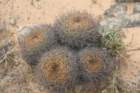 sulcorebutiasantiaginiensis2_small.jpg