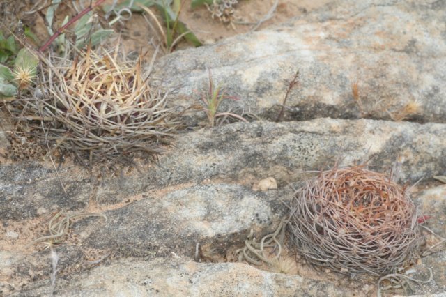 sulcorebutiasantiaginiensis3.jpg