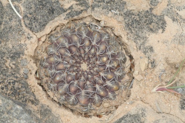 sulcorebutiasantiaginiensis4.jpg
