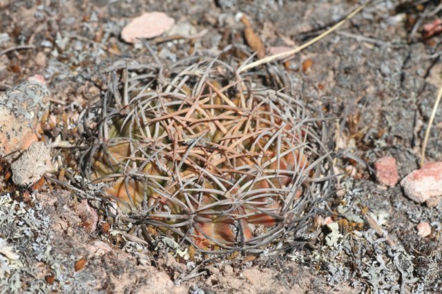 lobiviacinnabarina.jpg