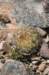 sulcorebutiatorotorensis2_small.jpg