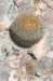 sulcorebutiatorotorensis_small.jpg