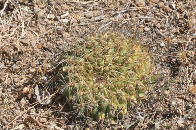 sulcorebutiaoenanthavarpampagrandensis3.jpg