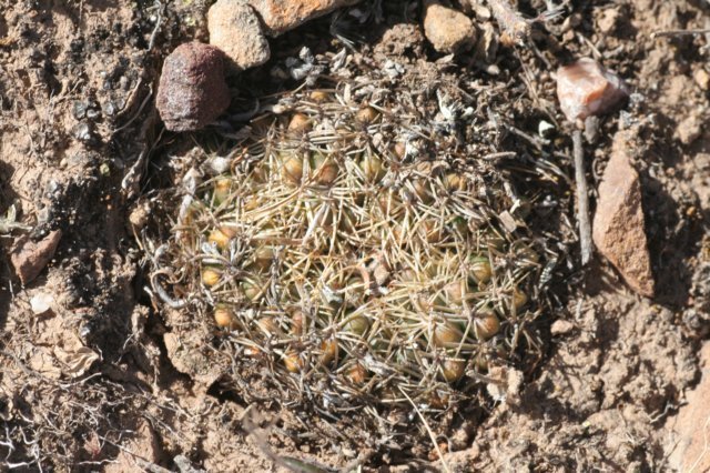 sulcorebutiapurpureavargigantea2.jpg