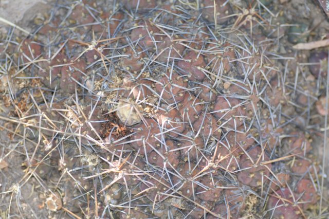 cumulopuntiapentlandii.jpg
