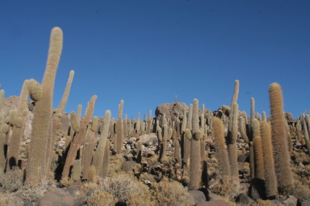 trichocereusatacamensis.jpg