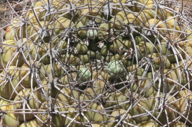 gymnocalyciumpflanziimillaresii2.jpg