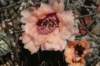 gymnocalyciumpflanziimillaresii3_small.jpg