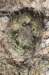 gymnocalyciumpflanziimillaresiicristate_small.jpg