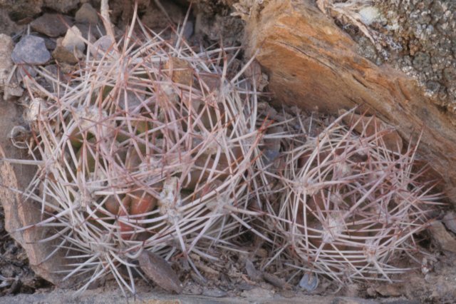 weingartiaplatygona.jpg
