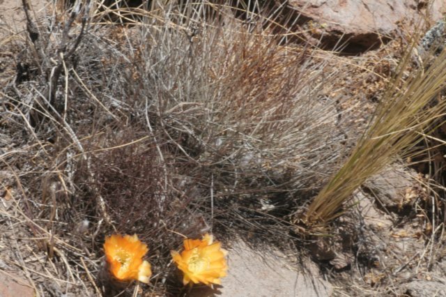 lobivialongispina.jpg