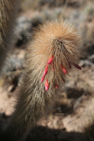 cleistocactushylacanthusvartarijensis2.jpg