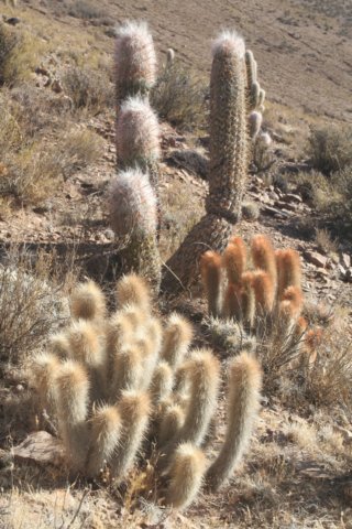 cleistocactushylacanthusvartarijensisforegroundoreocereuscelsianusrear.jpg