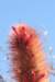 cleistocactushyalacanthusvartarijensis_small.jpg