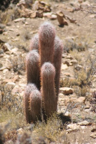 oreocereuscelsianus.jpg
