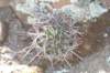lobiviaculpinensis_small.jpg