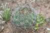 gymnocalyciumpflanziilagunillaense_small.jpg