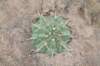 gymnocalyciumpseudomalacocarpus_small.jpg