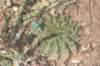gymnocalyciumpseudomalacocarpusandopuntiapestifer_small.jpg