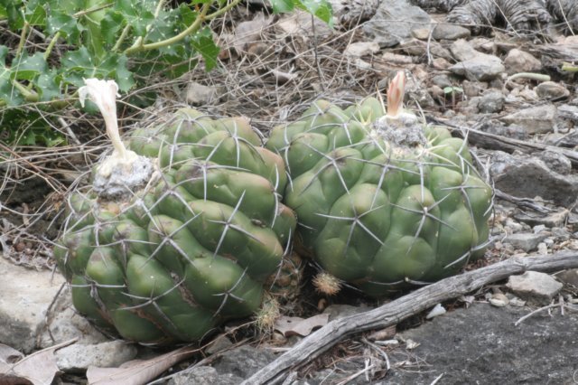 discocactusboliviensis.jpg