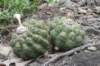 discocactusboliviensis_small.jpg