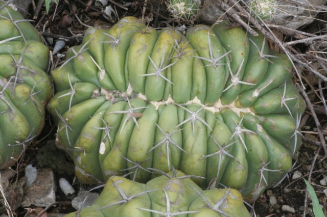 discocactusboliviensiscristate.jpg