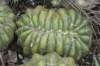 discocactusboliviensiscristate_small.jpg