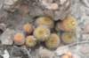 fraileapullispina2_small.jpg