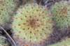 fraileapullispina3_small.jpg