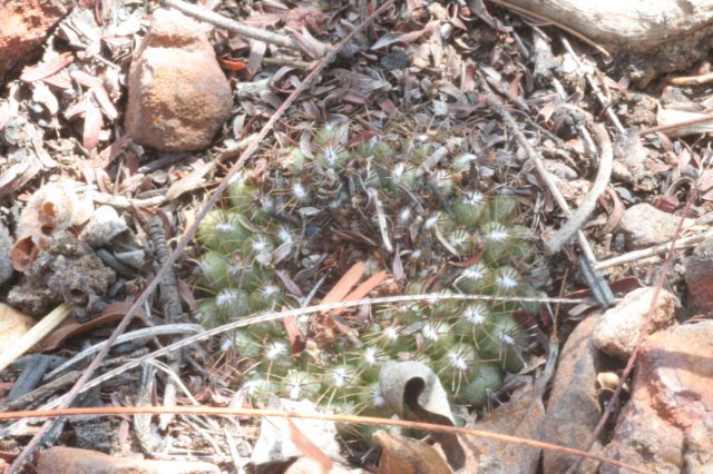 fraileachiquitana.jpg