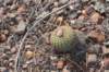 fraileachiquitana2_small.jpg