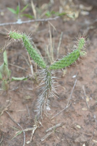 opuntiaanacantha.jpg