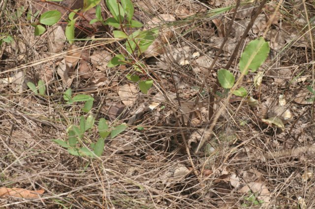 fraileaamerhauseri.jpg