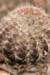 fraileaamerhauseri2_small.jpg