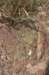 fraileaamerhauseri3_small.jpg