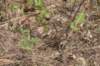 fraileaamerhauseri_small.jpg
